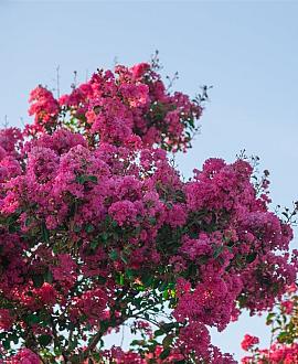 Lagerstroemia indica Pot 80 Liter 200 - 250 cm Meerstammig