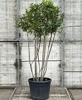 Laurus nobilis Pot 50 Liter 150 - 175 cm Meerstammig