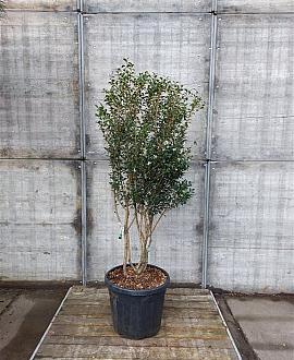 Osmanthus burkwoodii Pot 50 Liter 125 - 150 cm Meerstammig