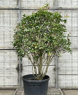 Osmanthus fragrans Pot 160 liter 150 - 175 cm Meerstammig