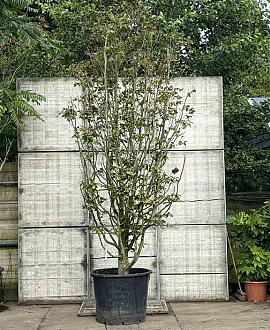 Parrotia persica 'Vanessa' Pot 150 liter 350 - 400 cm Meerstammig