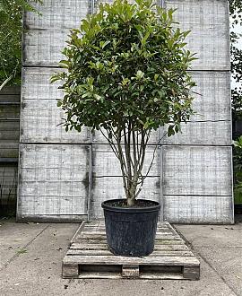 Photinia fraseri 'Red Robin' Pot 90 Liter 175 - 200 cm Meerstammig