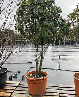 Photinia serratifolia Crunchy Pot 90 Liter 175 - 200 cm Meerstammig