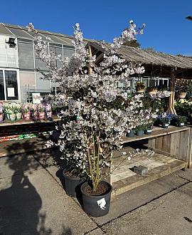 Prunus 'The Bride' Pot 50 Liter 175 - 200 cm Meerstammig