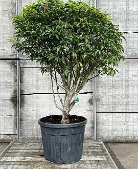 Prunus l. 'Angustifolia' Pot 70 Liter 100 - 125 cm Meerstammig