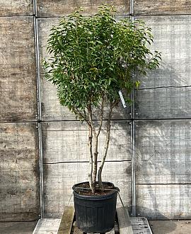 Prunus l. 'Angustifolia' Pot 70 Liter 150 - 175 cm Meerstammig