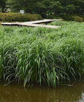 Carex morrowii 'Irish Green' Pot 2 Liter