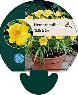 Hemerocallis 'Stella de Oro' Pot 9 cm