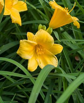 Hemerocallis 'Stella de Oro' Pot 9 cm