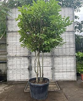 Prunus l. 'Novita' Pot 230 Liter 200 - 250 cm Meerstammig