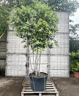 Quercus ilex Pot 130 liter 200 - 250 cm Meerstammig