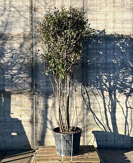 Quercus ilex Pot 90 Liter 200 - 250 cm Meerstammig