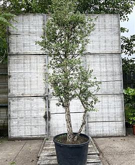 Quercus suber Pot 110 liter 200 - 250 cm Meerstammig