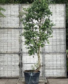 Quercus suber Pot 150 liter 250 - 300 cm Meerstammig