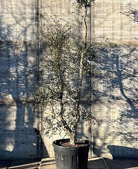 Quercus suber Pot 160 liter 300 - 350 CM Meerstammig