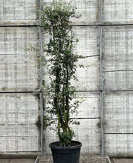 Quercus suber Pot 70 Liter 200 - 250 cm Meerstammig