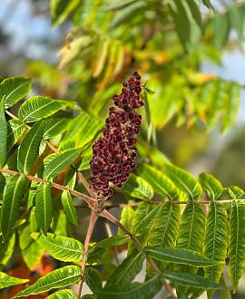 Rhus typhina Pot 130 liter 300 - 350 CM Meerstammig