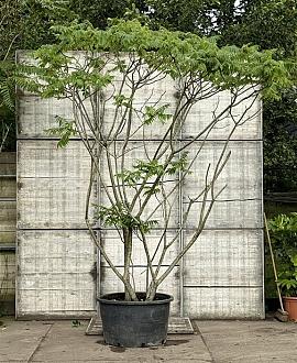 Rhus typhina Pot 150 liter 300 - 350 CM Meerstammig