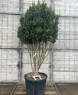 Taxus media 'Hillii' Pot 130 liter 175 - 200 cm Meerstammig