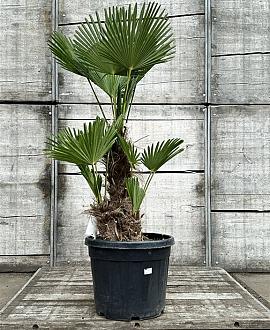 Trachycarpus wagnerianus Pot 90 Liter Meerstammig