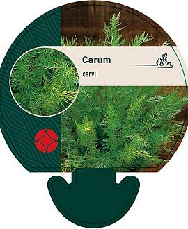 Carum carvi Pot 9 cm