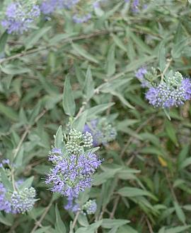 Caryopteris cland. 'Heavenly Blue' Pot 3 Liter 