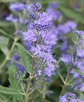 Caryopteris cland. Grand Bleu Pot 3 Liter 