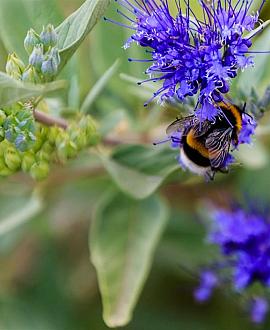 Caryopteris cland. Grand Blue Pot 5 Liter 