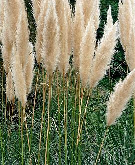 Cortaderia selloana Pot 5 Liter 