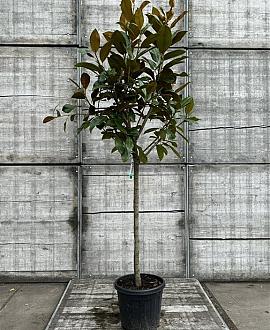 Magnolia grand. 'Galissonnière' Pot 25 Liter Halfstam