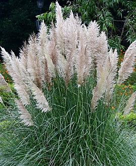 Cortaderia sell. Minipampas Pot 5 Liter 
