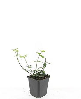 Euonymus fort. 'Dart's Blanket' Pot 9 cm