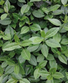 Euonymus fort. 'Dart's Blanket' Pot 9 cm
