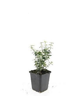 Euonymus fort. 'Emerald Gaiety' Pot 9 cm