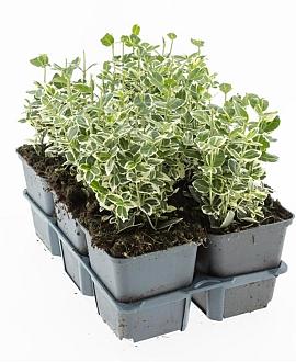 Euonymus fort. 'Emerald Gaiety' Pot 9 cm