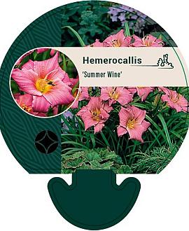 Hemerocallis 'Summer Wine' Pot 9 cm