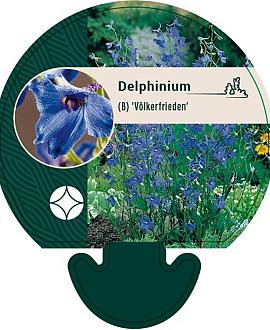 Delphinium (B) 'Völkerfrieden' Pot 9 cm