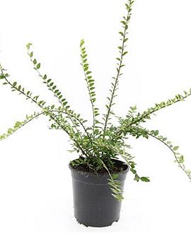 Lonicera nit. 'Maigrün' Pot 1,5 liter