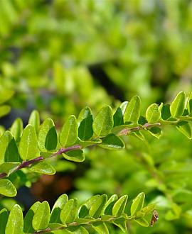 Lonicera nit. 'Maigrün' Pot 1,5 liter