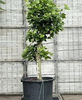 Platanus hispanica Pot 350 Liter 250 - 300 cm (Stamomtrek 40-50 cm)