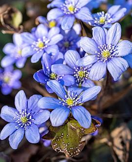Hepatica nobilis Pot 9 cm