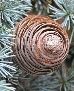 Cedrus atl. 'Glauca Pendula' Pot 25 Liter Halfstam