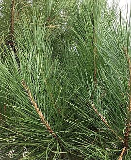 Pinus pinea Stam 160 cm (Stamomtrek 12-14 cm)