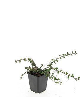 Cotoneaster pr. 'Queen of Carpets' Pot 9 cm