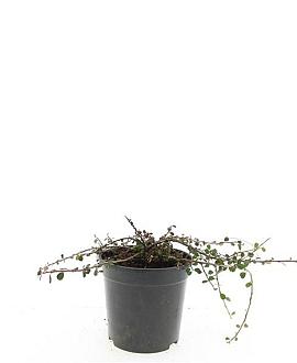 Cotoneaster pr. 'Streib's Findling' Pot 1,5 liter