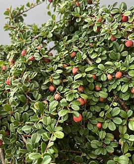 Cotoneaster pr. 'Streib's Findling' Pot 1,5 liter