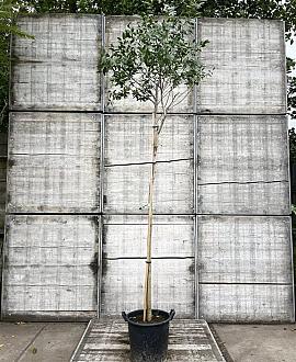 Eucalyptus gunnii Hoogstam (Stamomtrek 10-12 cm)