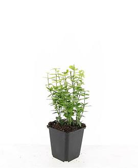Euonymus fort. 'Emerald 'n' Gold' Pot 9 cm
