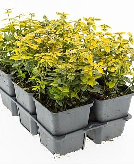 Euonymus fort. 'Emerald 'n' Gold' Pot 9 cm