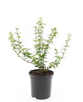Euonymus fort. 'Emerald 'n' Gold' Pot 1,5 liter